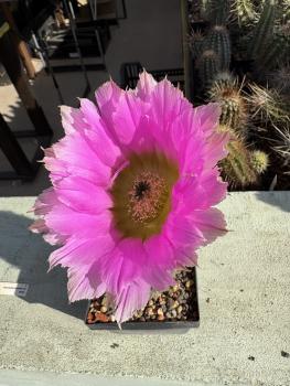 Echinocereus pamanesiorum